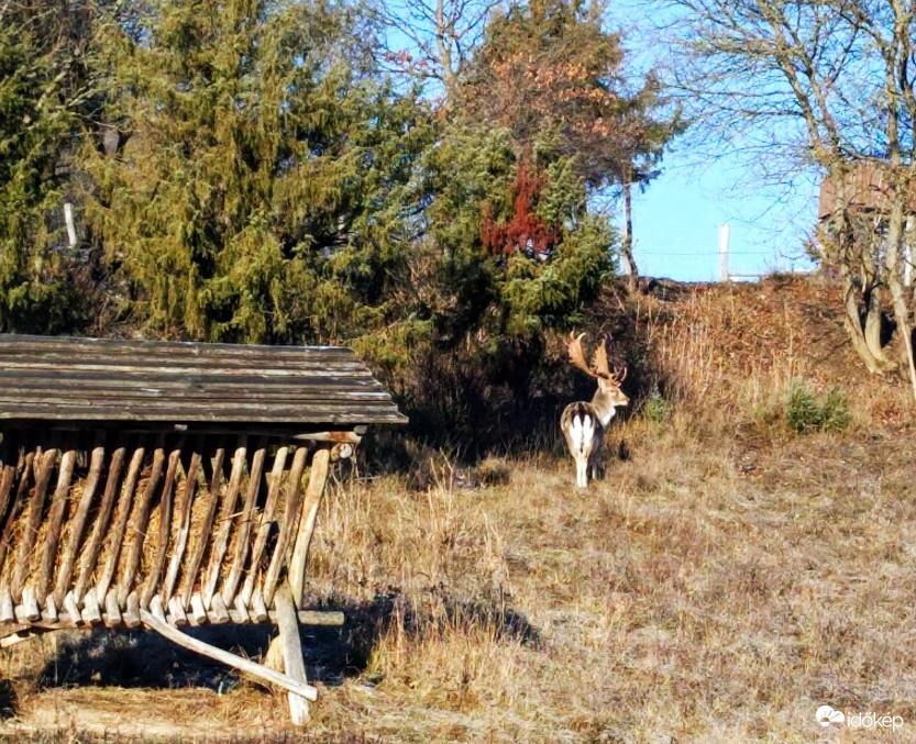 Dámvad a füredi vadasparkban