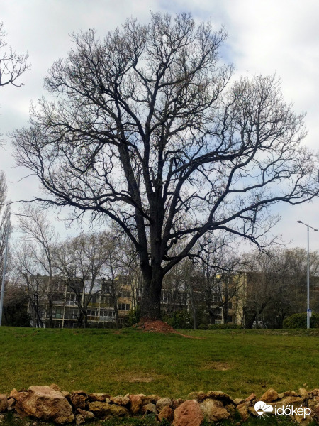 Lomb nélkül is felségesek