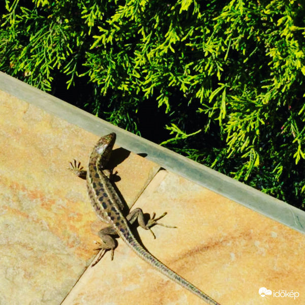 Előjöttek a gyíkjaink