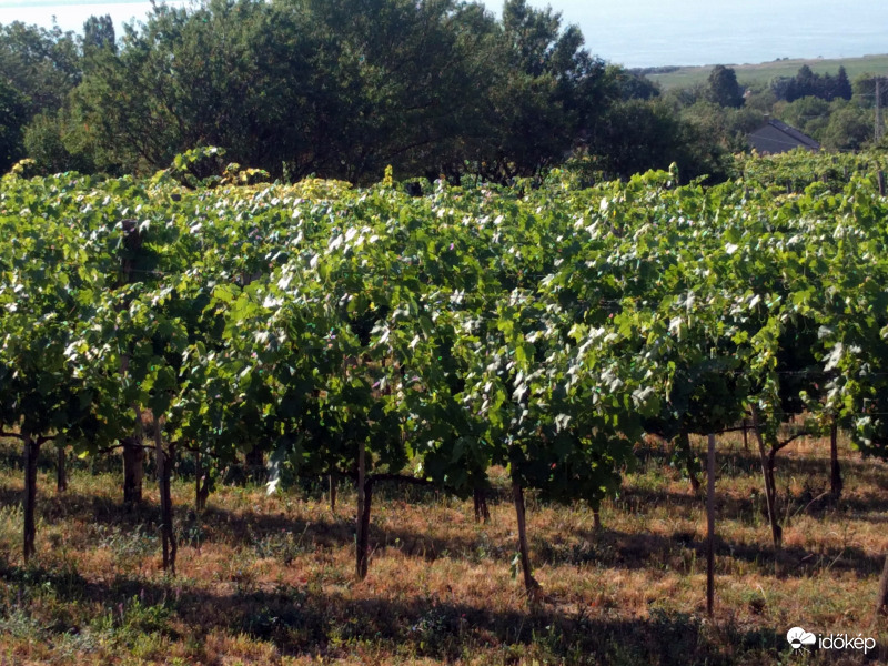Balatonfüred/csopak történelmi borvidék egy szép szőlőleje