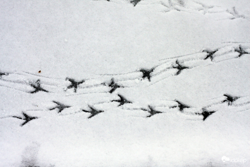 Kihez vezetnek a nyomok?