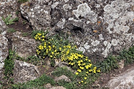 Tihany