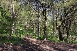 Arács