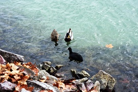 A decemberi vízben, Füreden