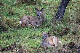 Visszatérő vendégeink Arácson