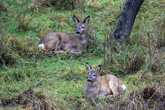 Visszatérő vendégeink Arácson