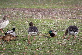 Téli vadvilág a füredi strandon