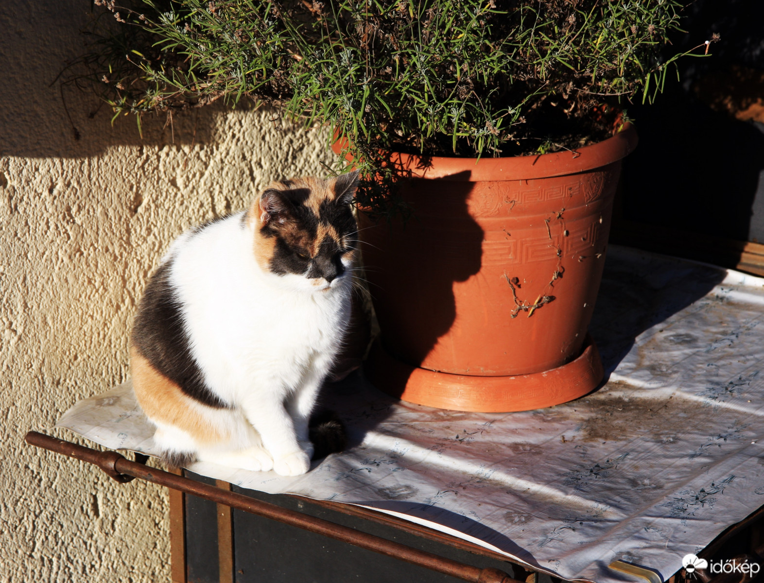 Tihany főtéri macsekja