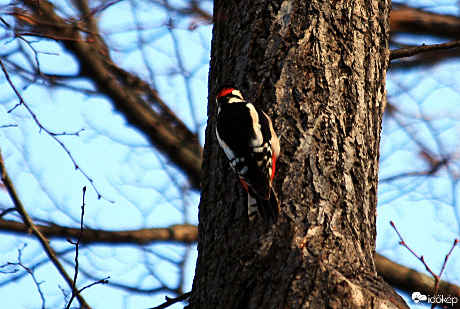 Már megint rossz a csengő, így kopogtathatok