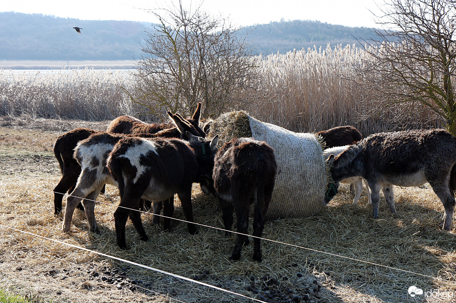 Csacsik vagyunk, de nem szamarak