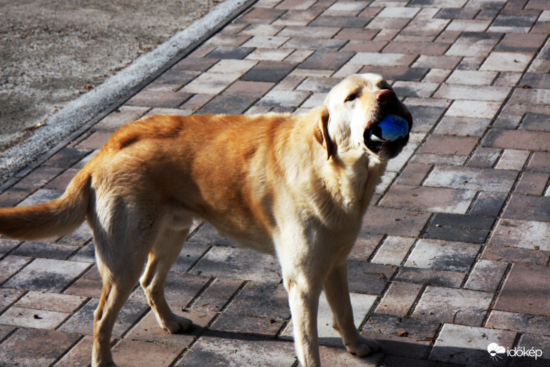 A labdámat még neked se adom oda!
