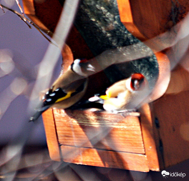 Tengelicek az etetőn.