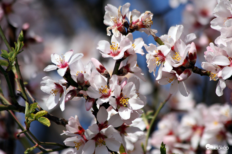 mandula virágzás