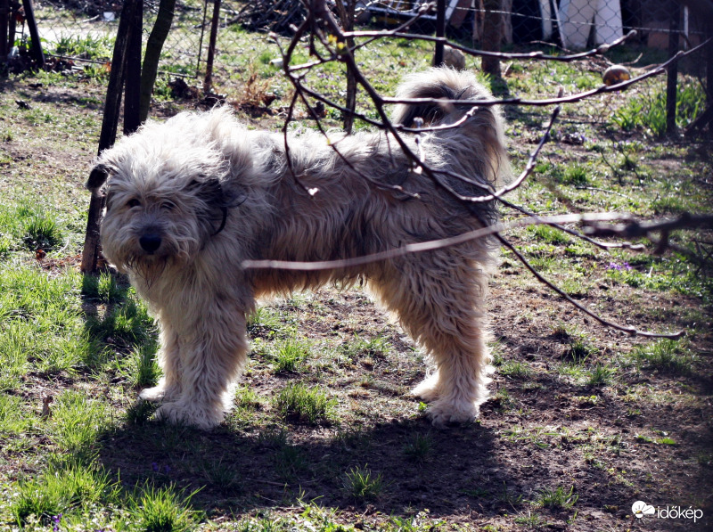 Békés vagyok, de csak addig, amíg a kerítésen kívül vagy!