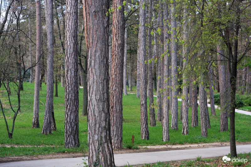Balatonfüred, Kiserdő