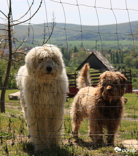 Gyere csak ide, jól összenyalunk!