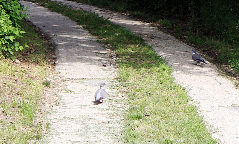 Elég fárasztó ez a gyaloglás felfelé. Nem gondolod?