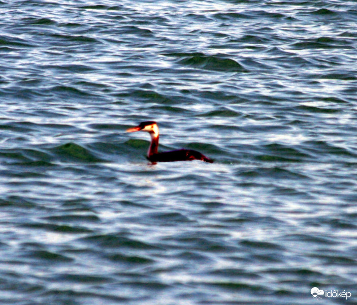 Búbos vöcsök Alsóörsnél