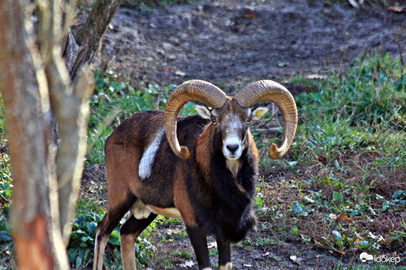 Muflon