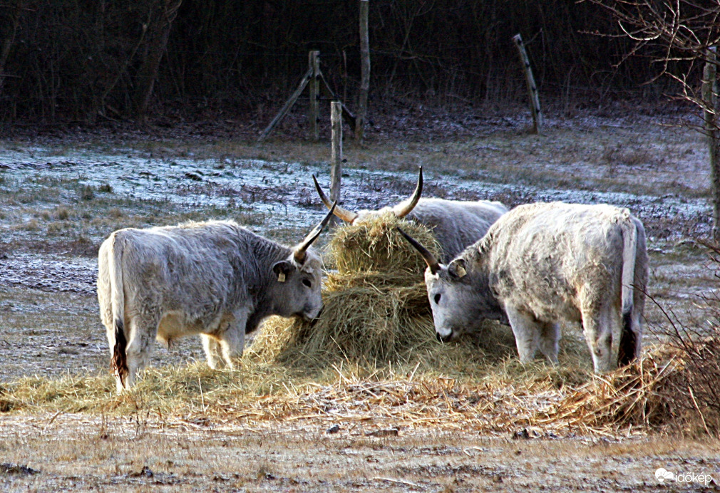 Ilyenkor sokat kell enni (Tihany, Belső tó)