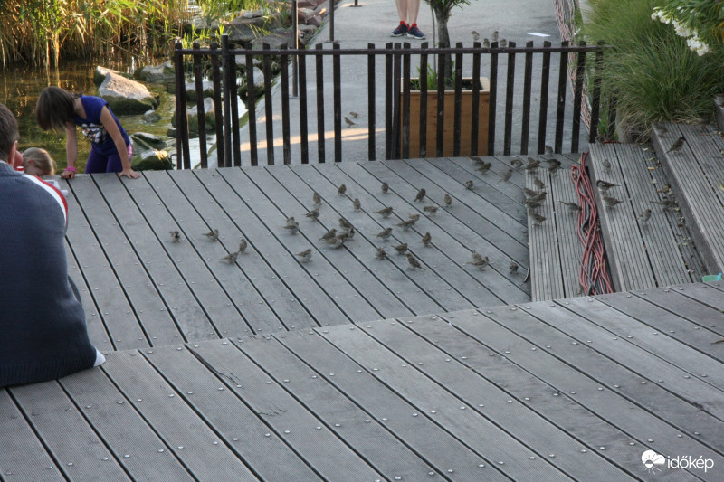 Csak egy kis morzsa és gyülekező