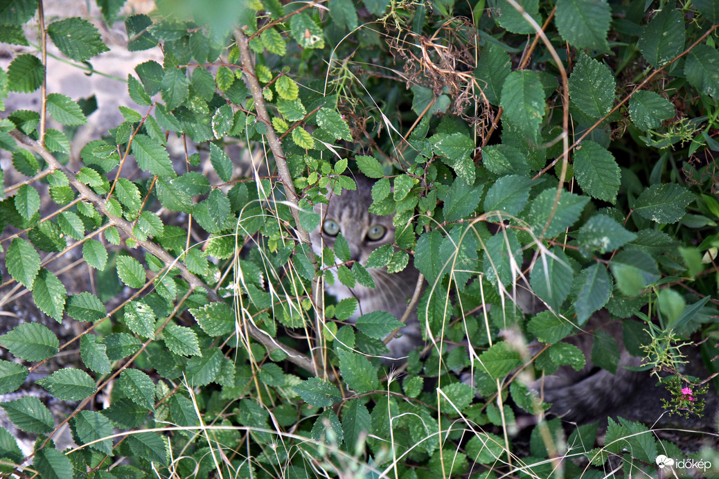 Aki bújt, aki nem...