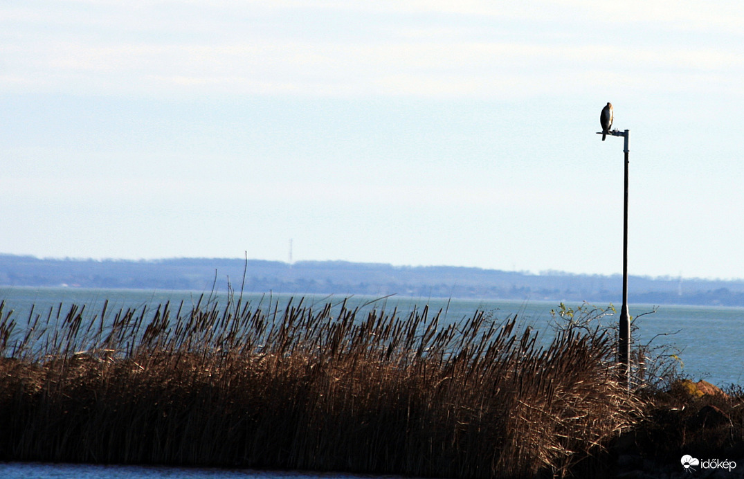 Kárókatona száritkozik a füredi Balaton parton