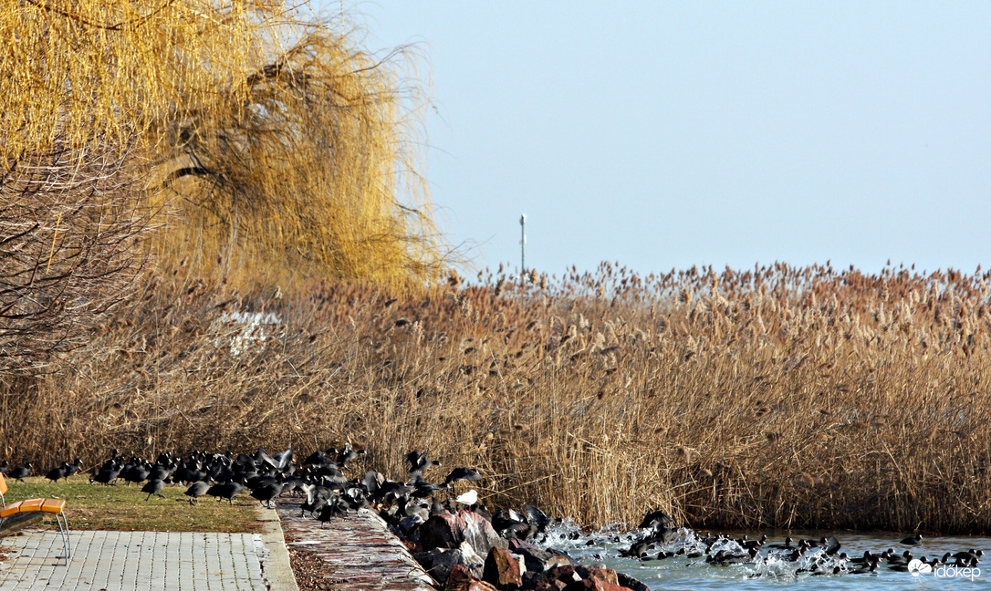 Inkább a víz, mint a simabőrű