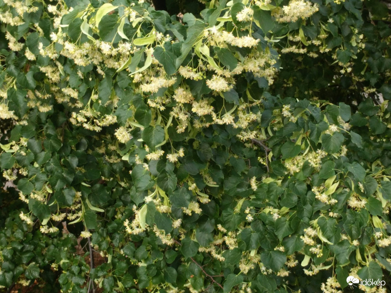 Később az előző éveknél a kánikulában borult virágba a hársfánk