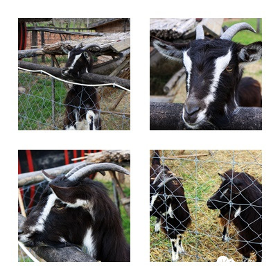 Mekk mester és neje