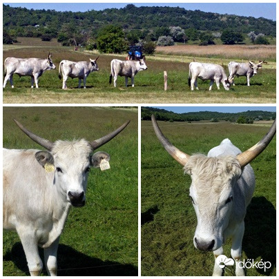 Szürke marha növendék bikák