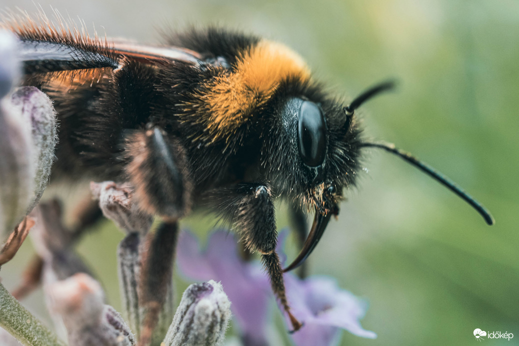 Bee Happy