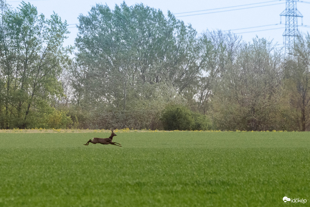 Repülő Bambi