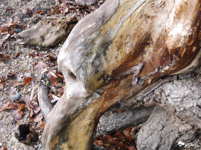 Mint egy földön csipegető békés nagy madár