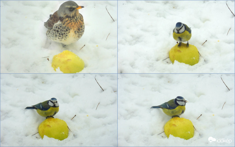 Elzavartam ezt a verekedős rigót. Kicsi vagyok, almára állok!