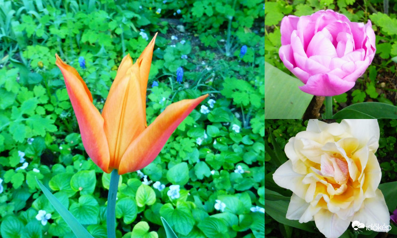 Tulipánjaim