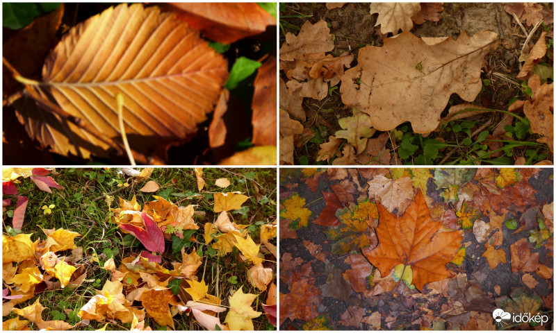 Ott a legszebbek, ahová leestek