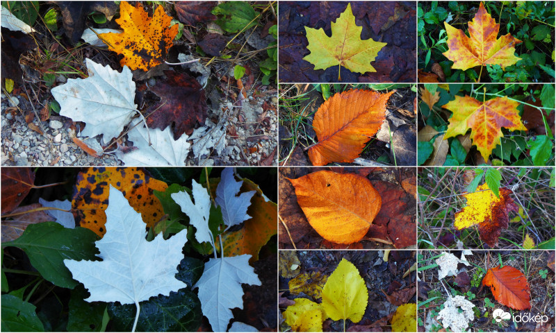 Érettek érettségi tablója