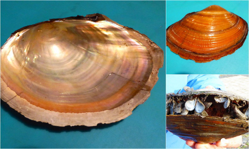 Tó iszapjának kincsei