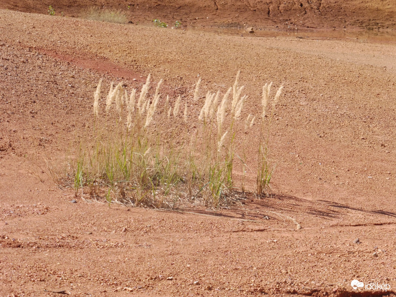 A Marson is lehet tán élet.....