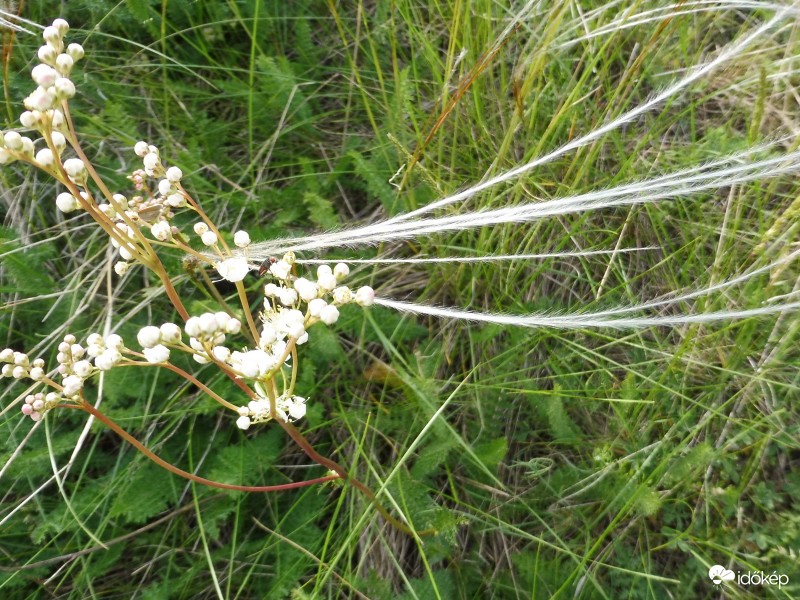 szélben hajladozók
