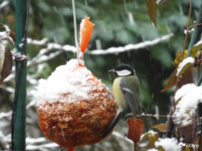 Az első hó nálunk