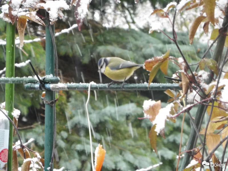 Csak a magot be ne lepje a hó!
