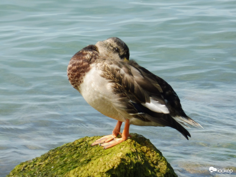 Fél szemmel is látom, üres a kezed