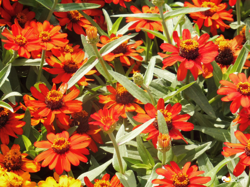 vidám virág szőnyeg