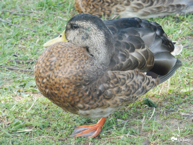 "Szebb a páva, mint a pulyka"...de én vagyok a legszebb!