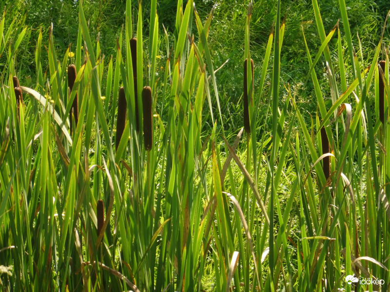 Nádas nádirigó nélkül
