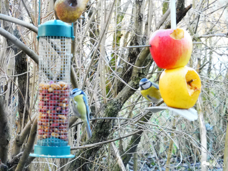 Gyere te is almát enni, egészségesebb!