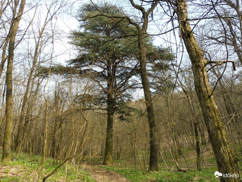 187 éves libanoni cédrus a csaplári erdőben