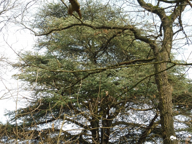 A libanoni cédrus "hajkoronája"